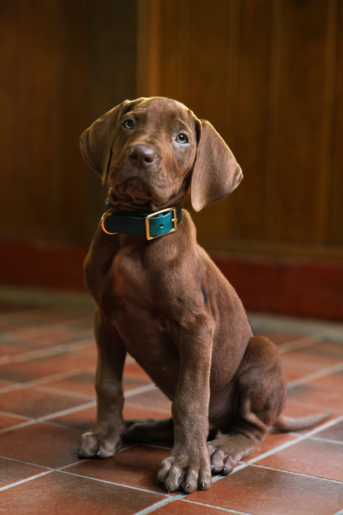 Scooby-Doo: Origins revela imagem de um verdadeiro Dogue Alemão como protagonista.